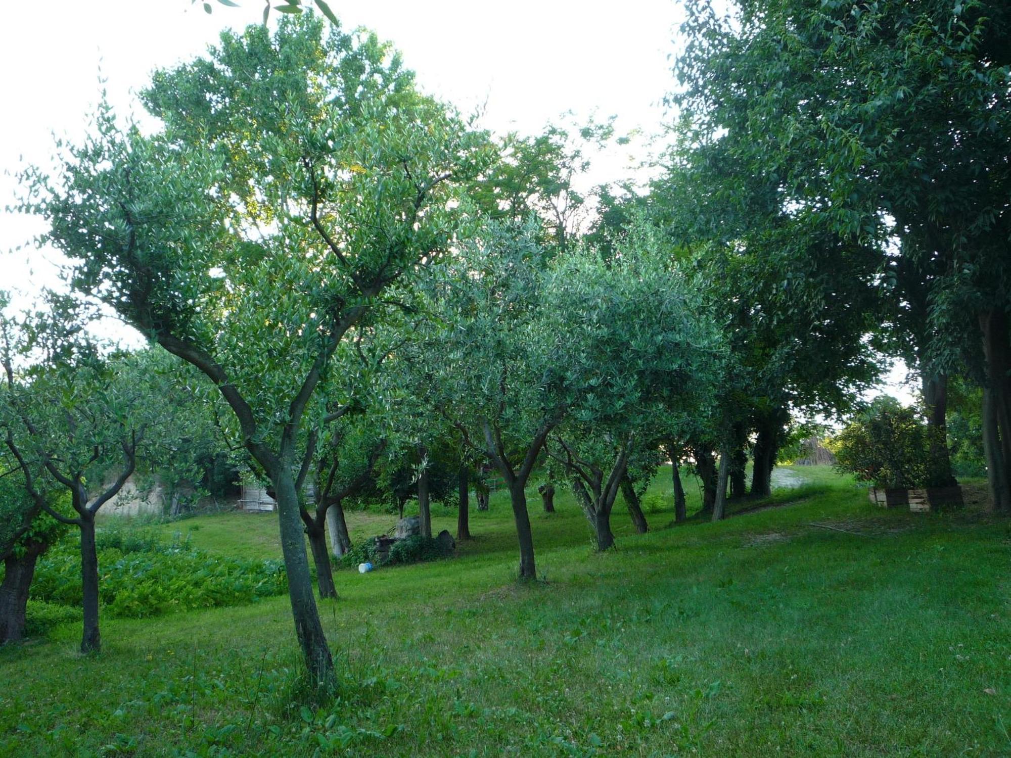 Agriturismo Lupo Bianco Монцамбано Екстер'єр фото